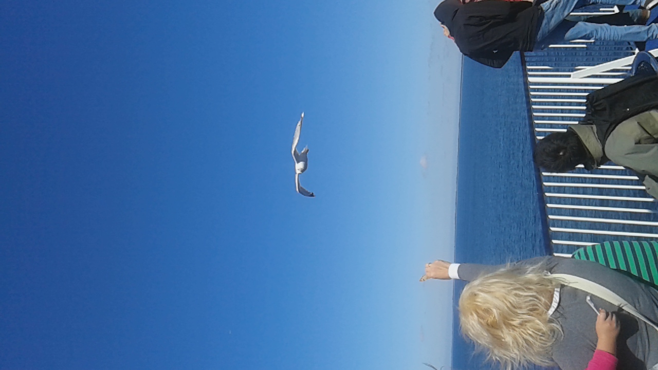 wingsuit de mer