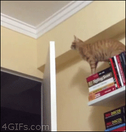 cassegueule me voila.gif