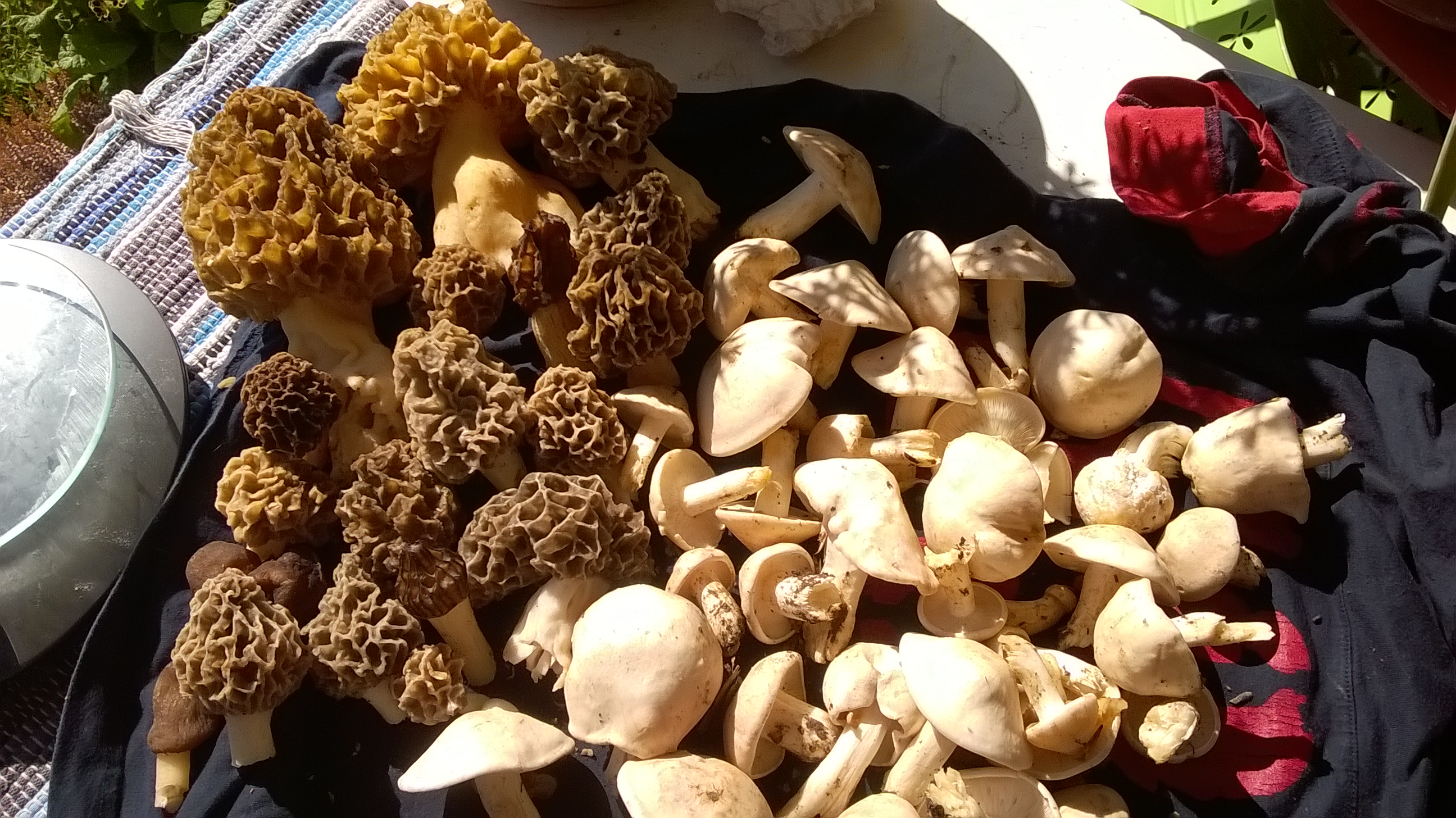 MORILLES,MORILLONS,2 GROSSES MORILLES JAUNES A 180G PIECE ET ST GEORGES<br />CA VA ETRE BON