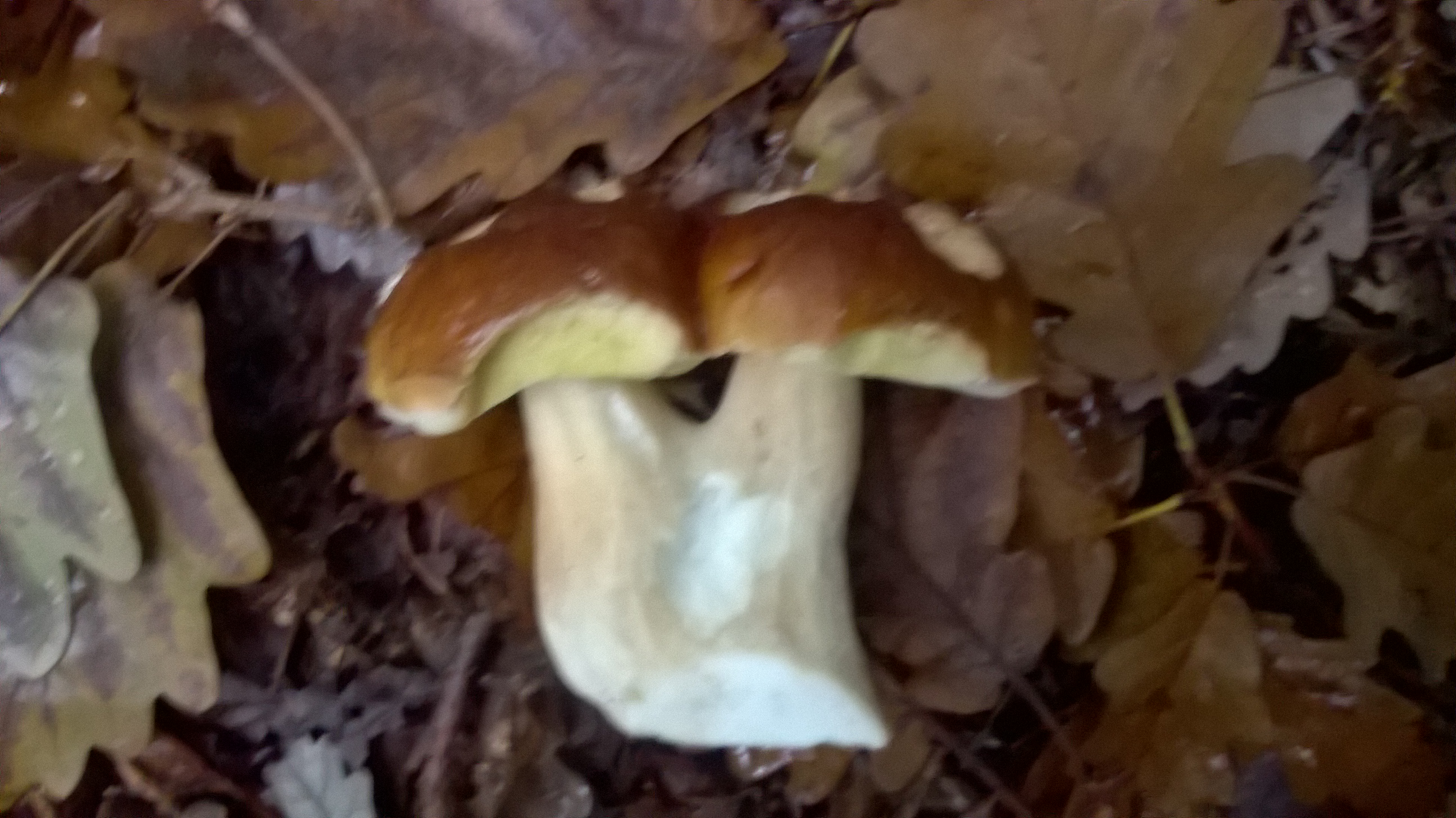 WP_20171002_001.jpg
