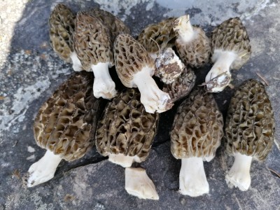 J attend la pluie avec impatience,,,les morilles ne sortent pas en plaine....photo de cette saison ramassées à morgins par un ami....